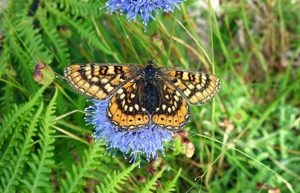 Pollinator Morning