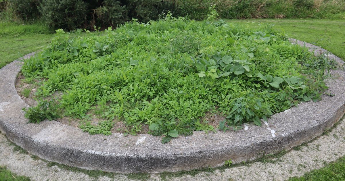 Beds Herb Garden