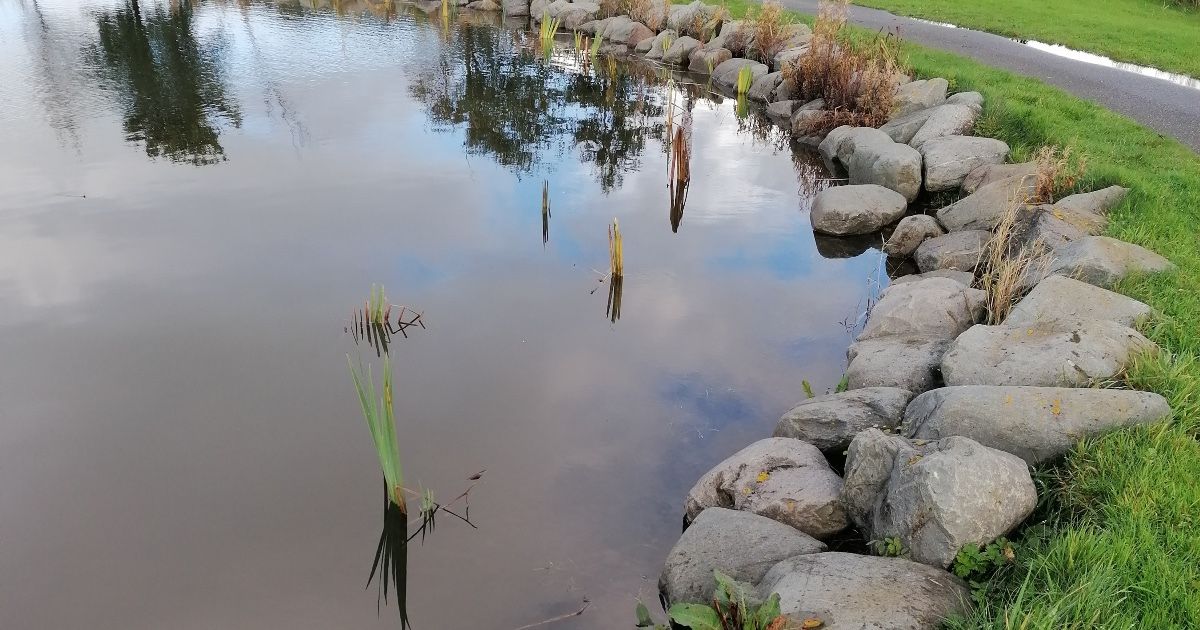 Bulrush10