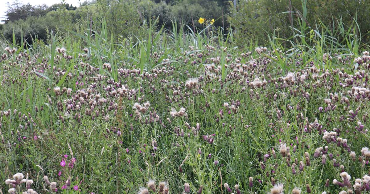 wildflower meadow