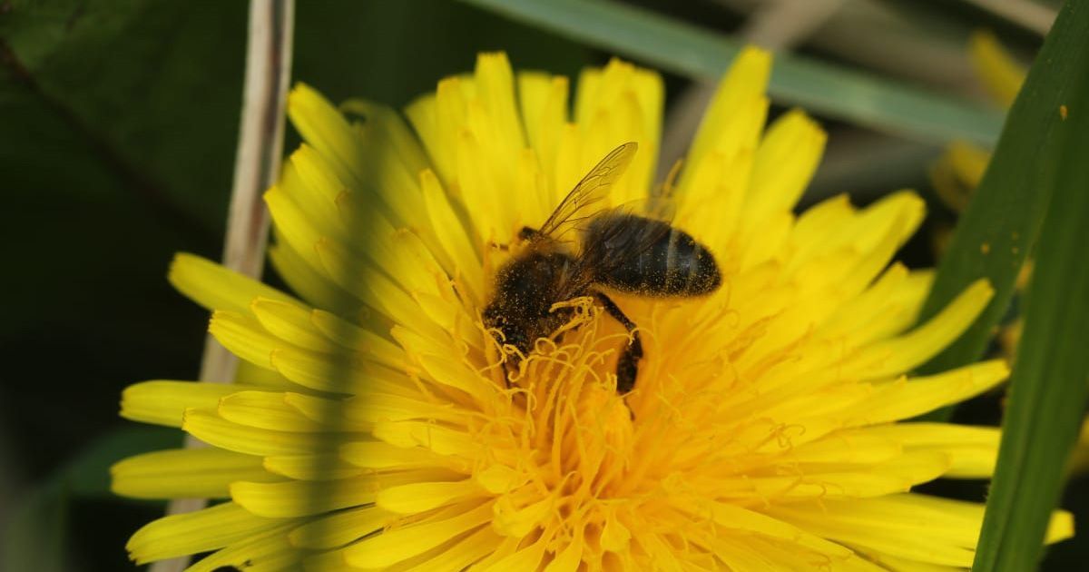 Month of May Bee Survey - We need your help