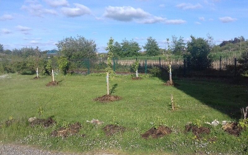 Orchard