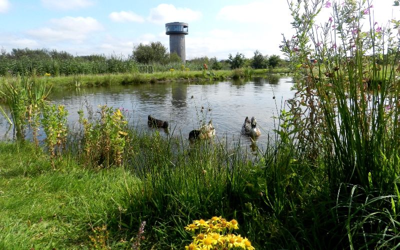 Pond Life