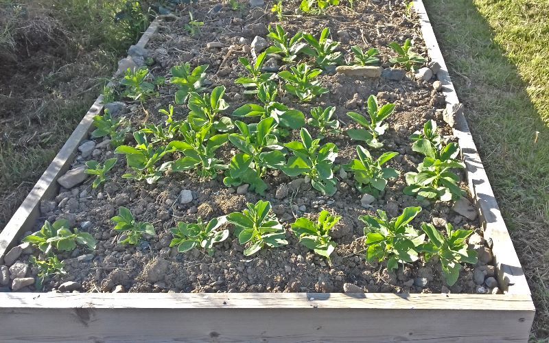 Demonstration Garden