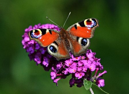 Discover our Biodiversity within our yearly talks and events