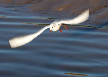 20120202 IMG 8978