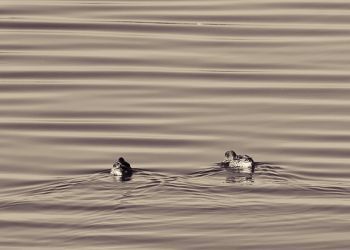 20120202 IMG 9058
