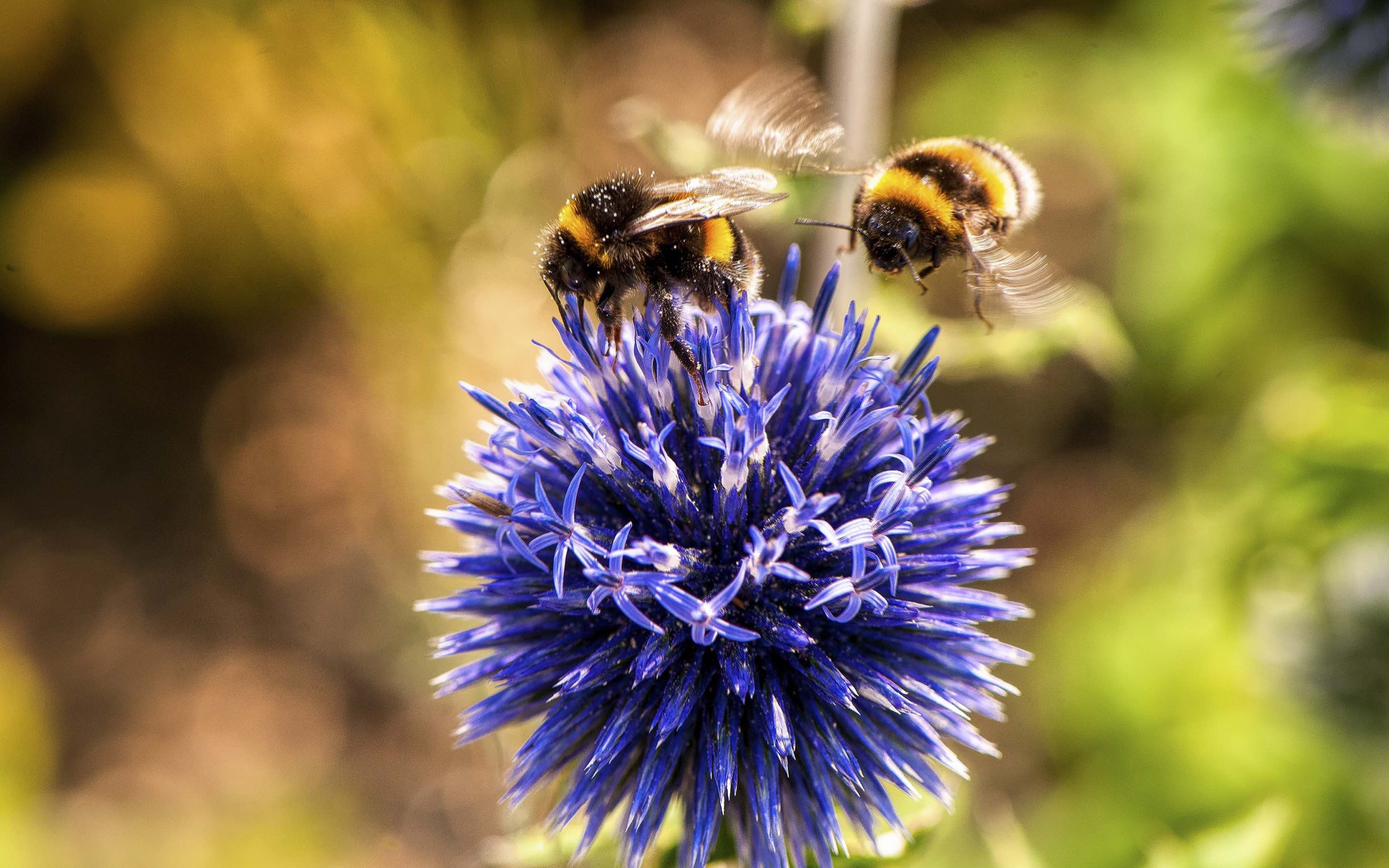 Pollinator Days