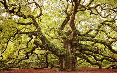 Wonderful Trees
