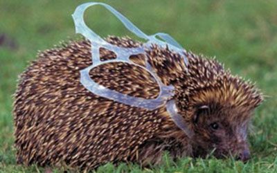 Waste and Wildlife