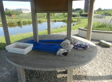Pond Dipping