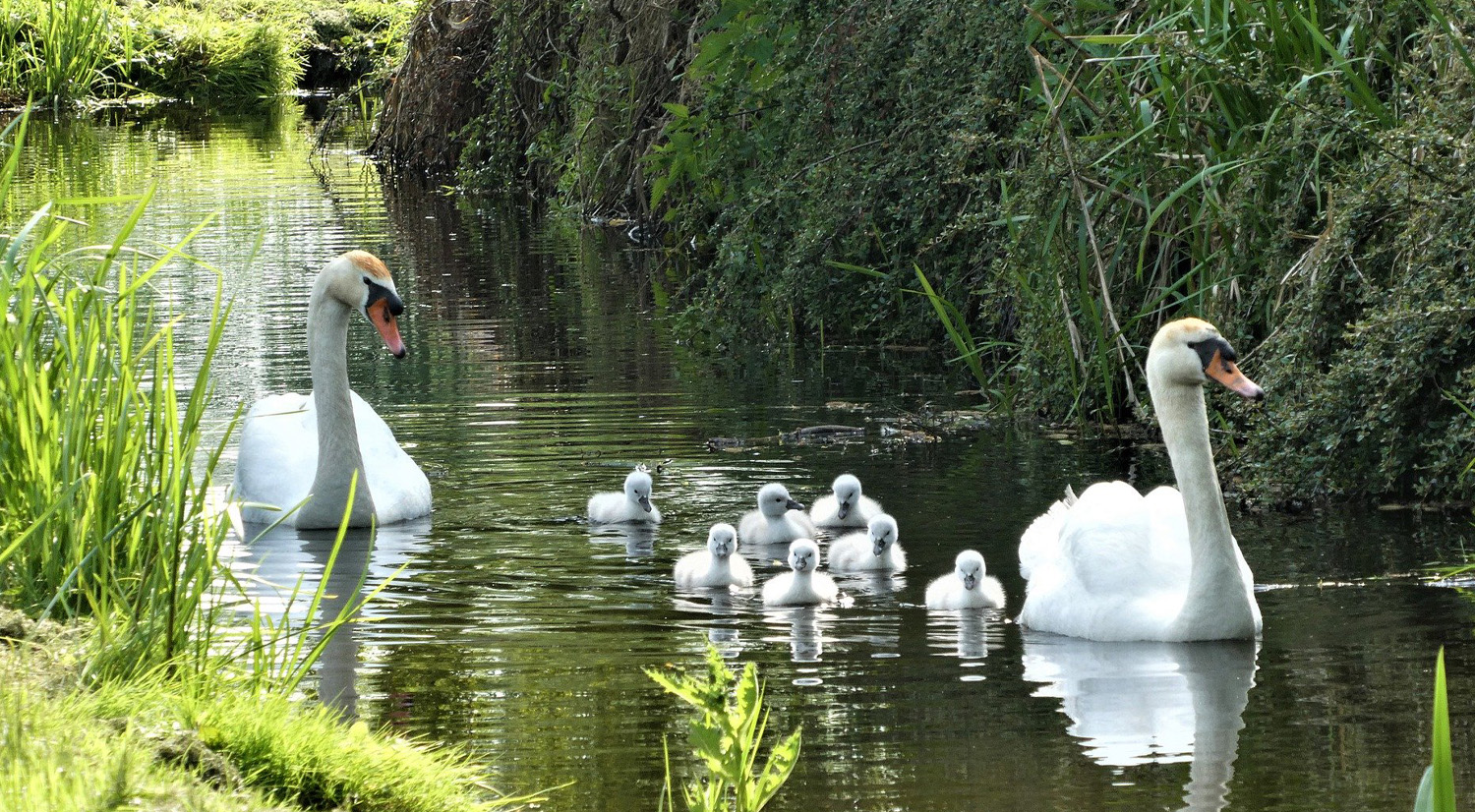 Nature Tours at Tralee Bay Wetlands