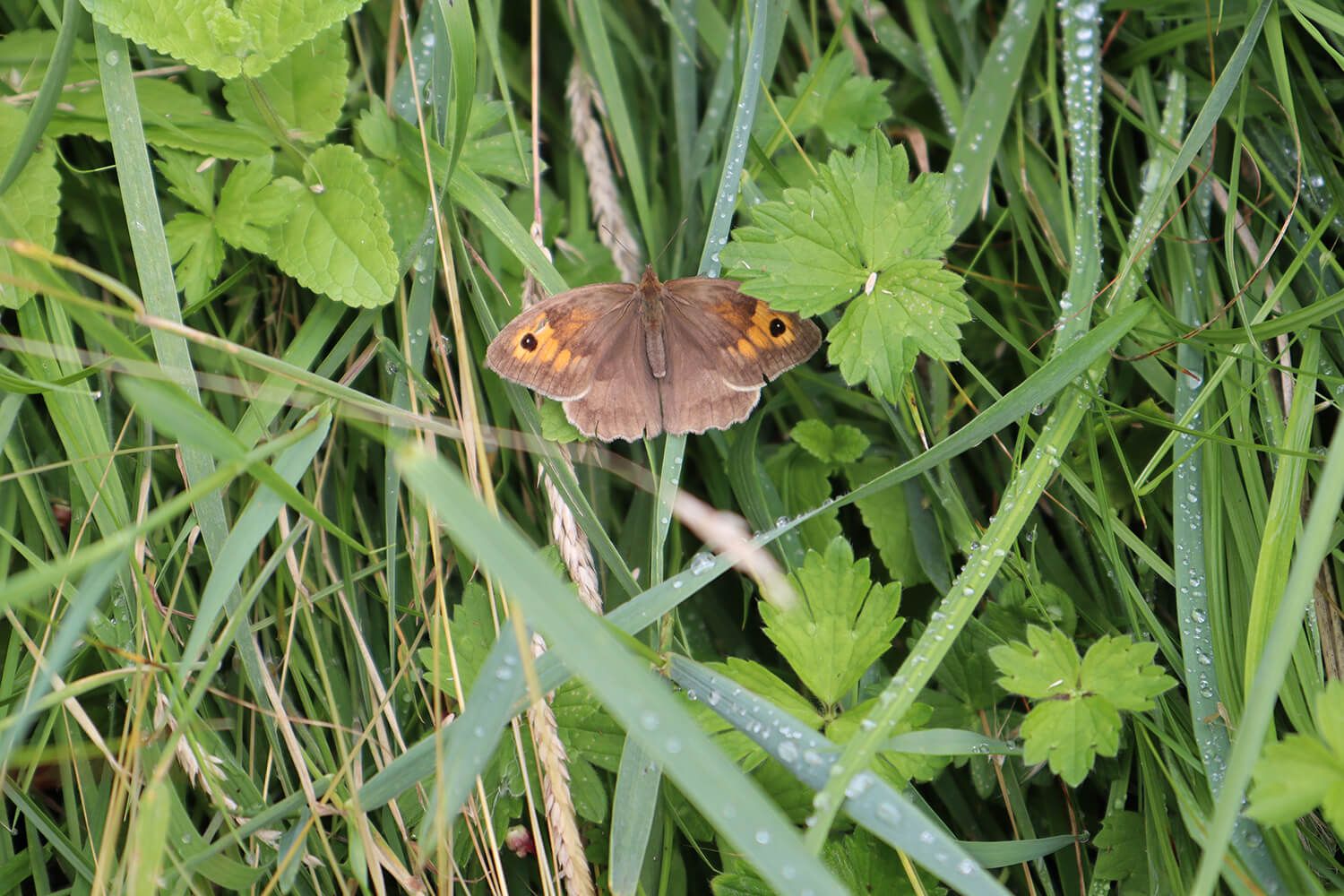 Guided Nature Tour at Tralee Bay Wetlands