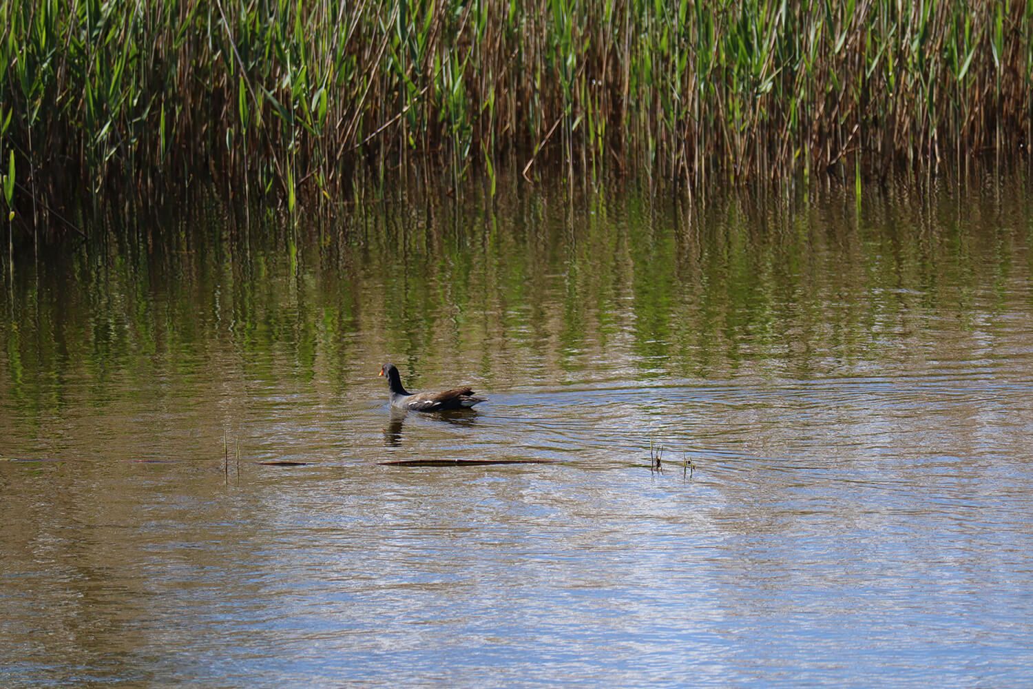 Guided Nature Tour at Tralee Bay Wetlands